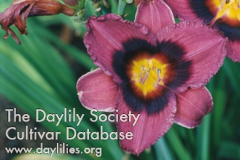 Daylily Grape Eyed Susie
